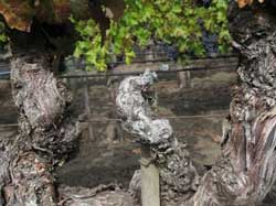 Photo: Phomopsis dieback