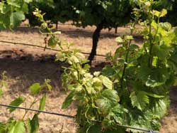 Photo: Eutypa dieback