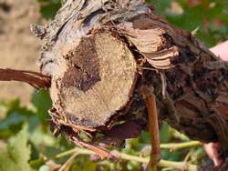 Photo: Eutypa dieback